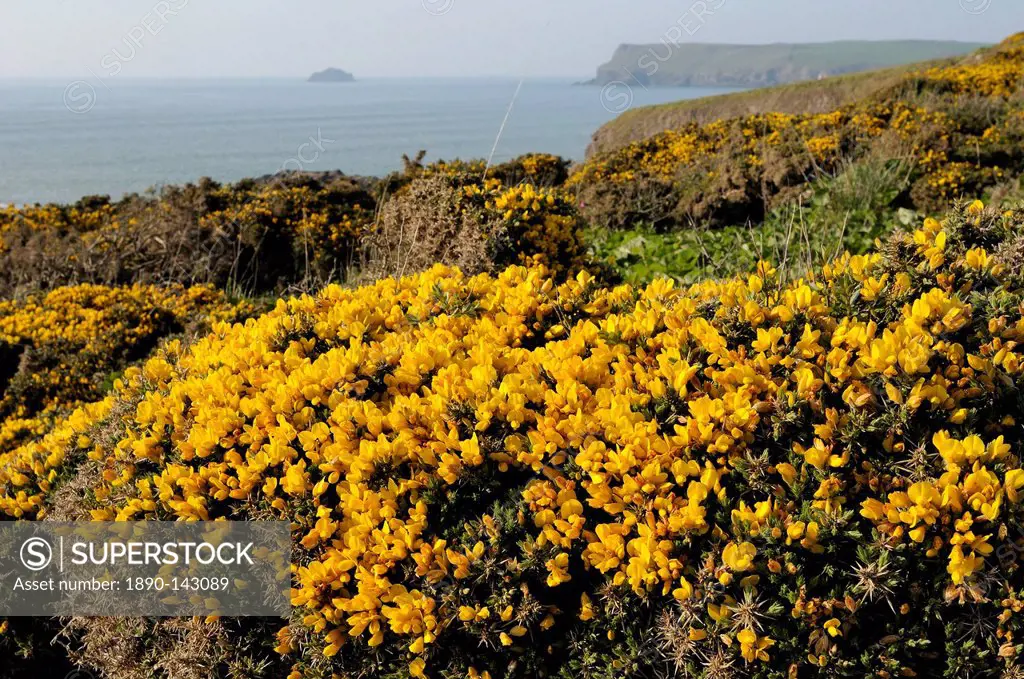 Gorse bushes Ulex europaeus flowering on cliff top with Pentire Head in the background, Polzeath, Cornwall, England