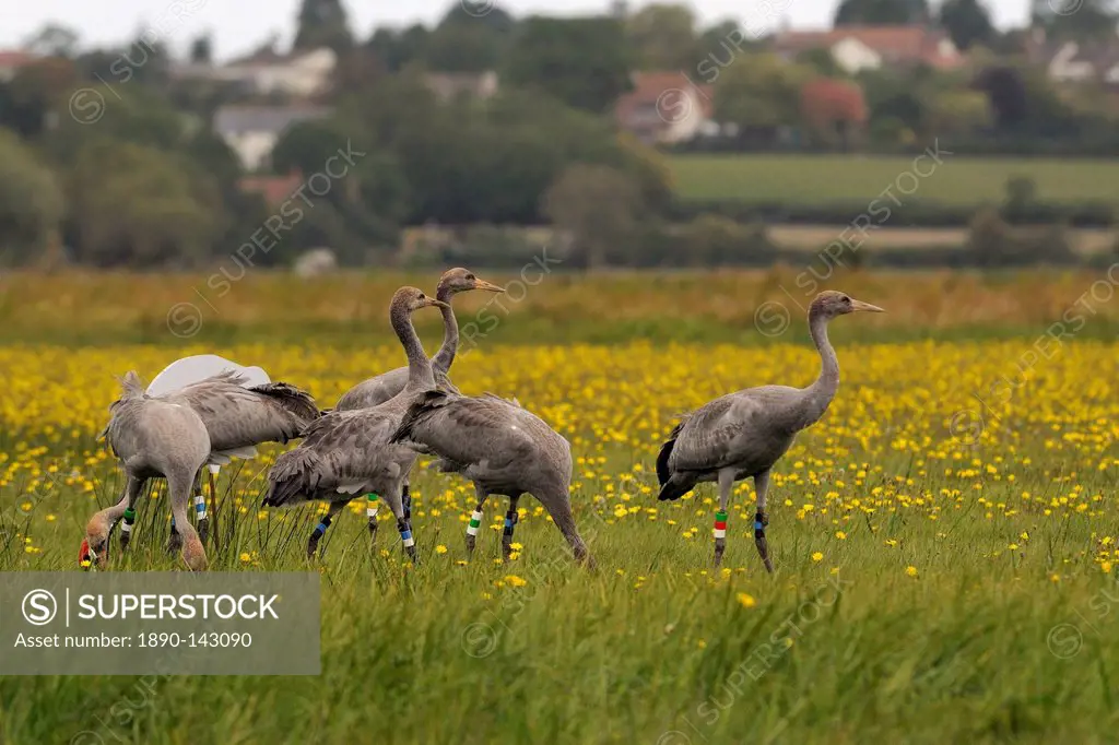 Juvenile Common cranes Eurasian cranes Grus grus released by the Great Crane Project on the Somerset Levels, Somerset, England, United Kingdom, Europe