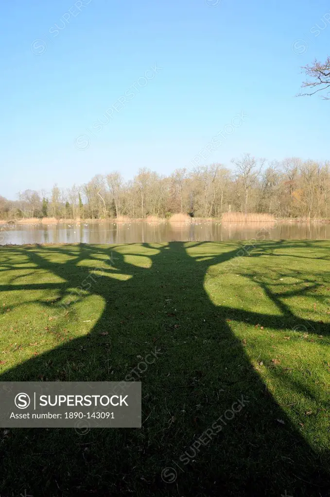 Shadow cast by large English Oak tree Quercus robur on grassy margins of ornamental lake, Corsham, Wiltshire, England, United Kingdom, Europe