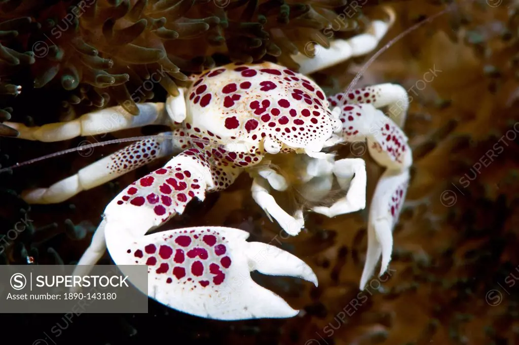 Spotted porcelain crab Neopetrolisthes, in an anemone, Philippines, Southeast Asia, Asia