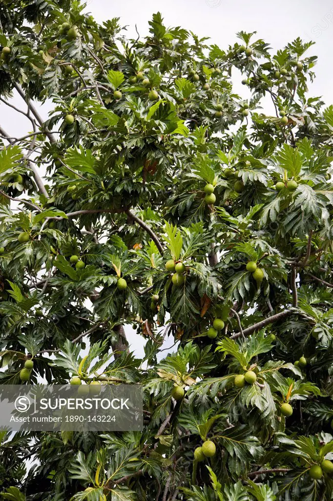 Breadfruit Artocarpus altilis tree, Kingstown, St. Vincent, St. Vincent and the Grenadines, Lesser Antilles, West Indies, Caribbean, Central America