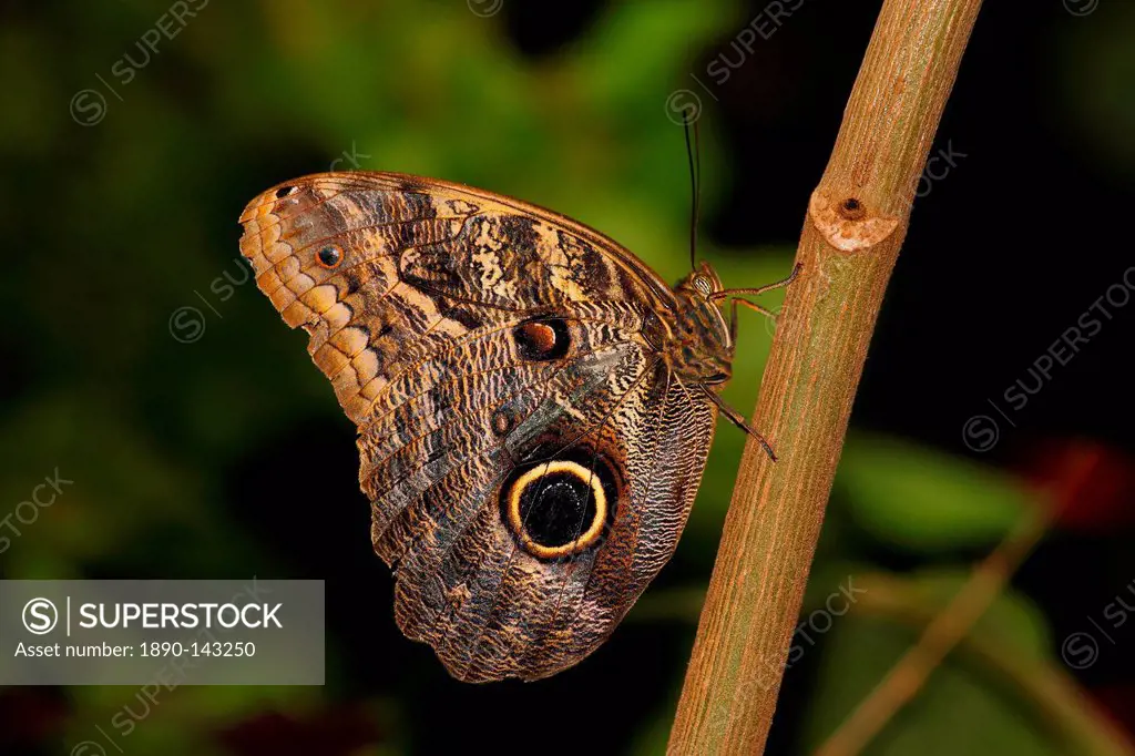Butterflies in the genus Caligo are commonly called owl butterflies, after their huge eyespots which resemble owls´ eyes
