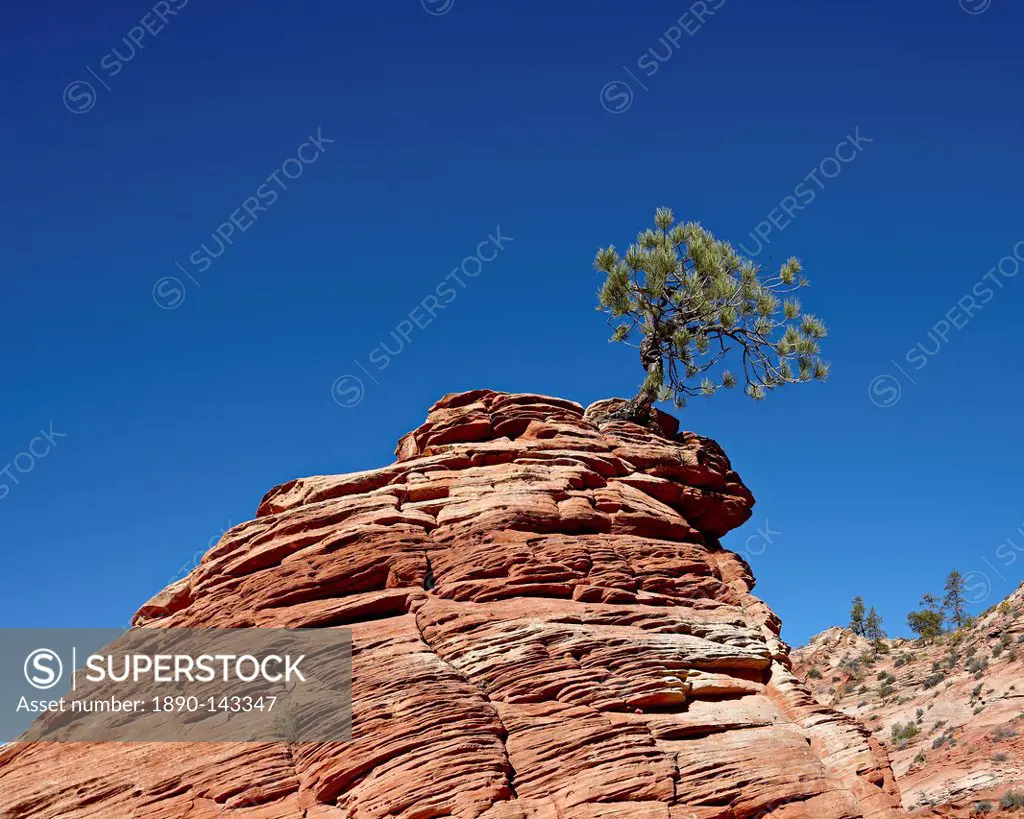 Small evergreen growing atop a small red rock formation, Zion National Park, Utah, United States of America, North America