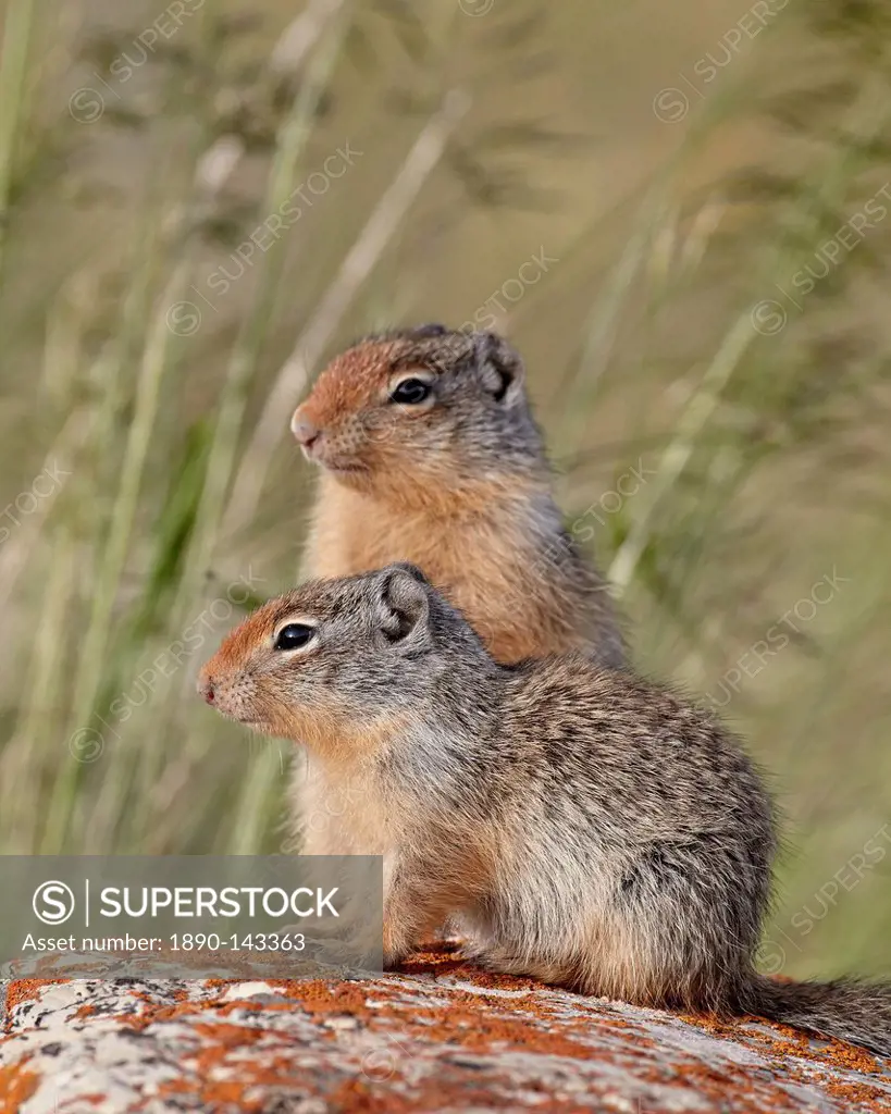 Two young Columbian ground squirrel Citellus columbianus, Waterton Lakes National Park, Alberta, Canada, North America