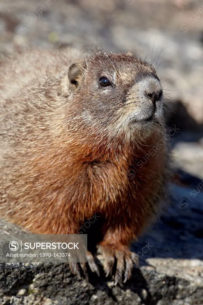 Yellow_bellied marmot yellowbelly marmot Marmota flaviventris, Shoshone National Forest, Wyoming, United States of America, North America
