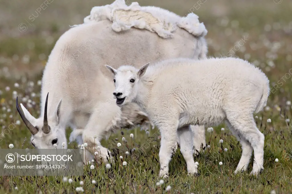 Mountain goat Oreamnos americanus nanny and kid in the spring, Shoshone National Forest, Wyoming, United States of America, North America