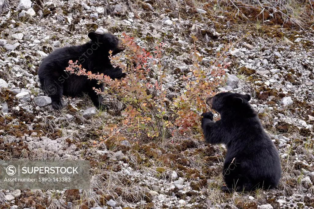 Black bear Ursus americanus cubs eating Canadian gooseberry berries, Jasper National Park, Alberta, Canada, North America