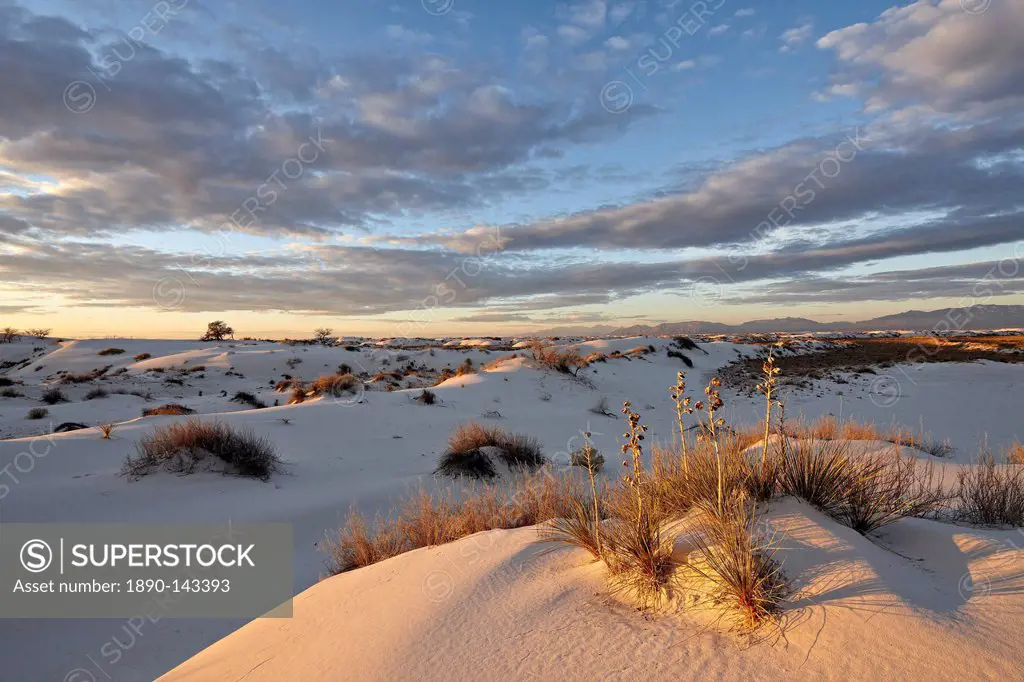 First light on a cluster of yucca among the dunes, White Sands National Monument, New Mexico, United States of America, North America