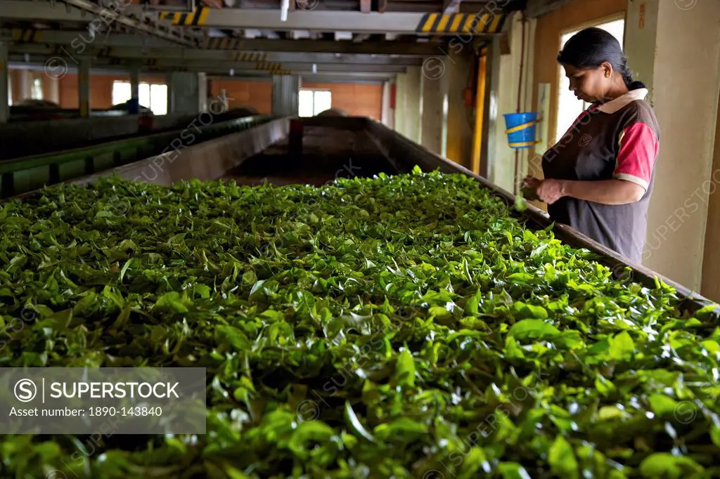 Woman drying tea leaves at Geragama Tea Estate, near Kandy, Sri Lanka, Asia