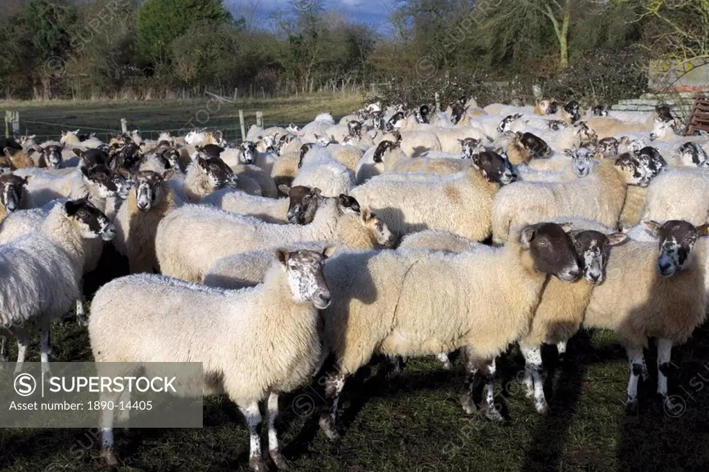 Flock of sheep, Welford on Avon, Warwickshire, England, United Kingdom, Europe
