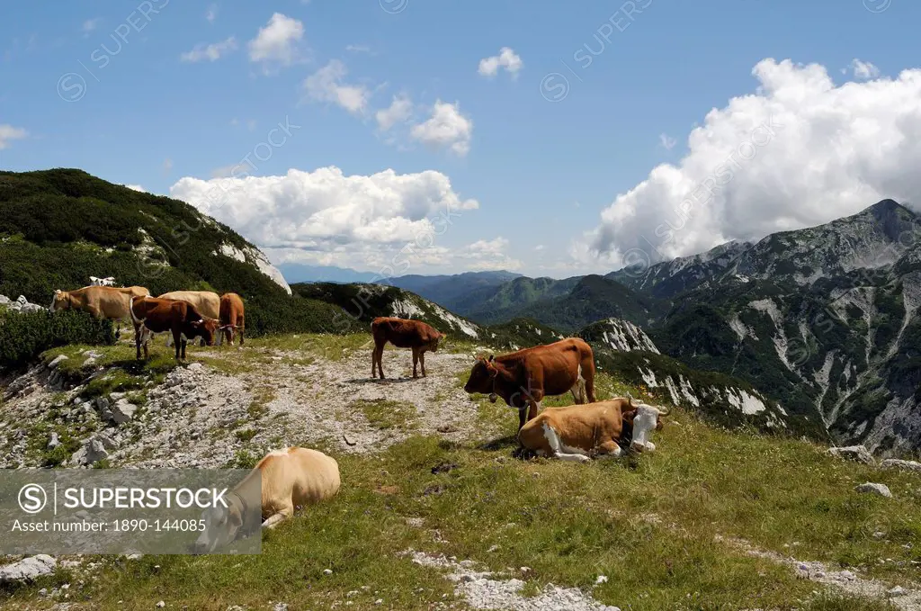 Small herd of Cows Bos taurus on alpine pastureland in the Julian Alps, Triglav National Park, slovenia, slovenian, europe, european