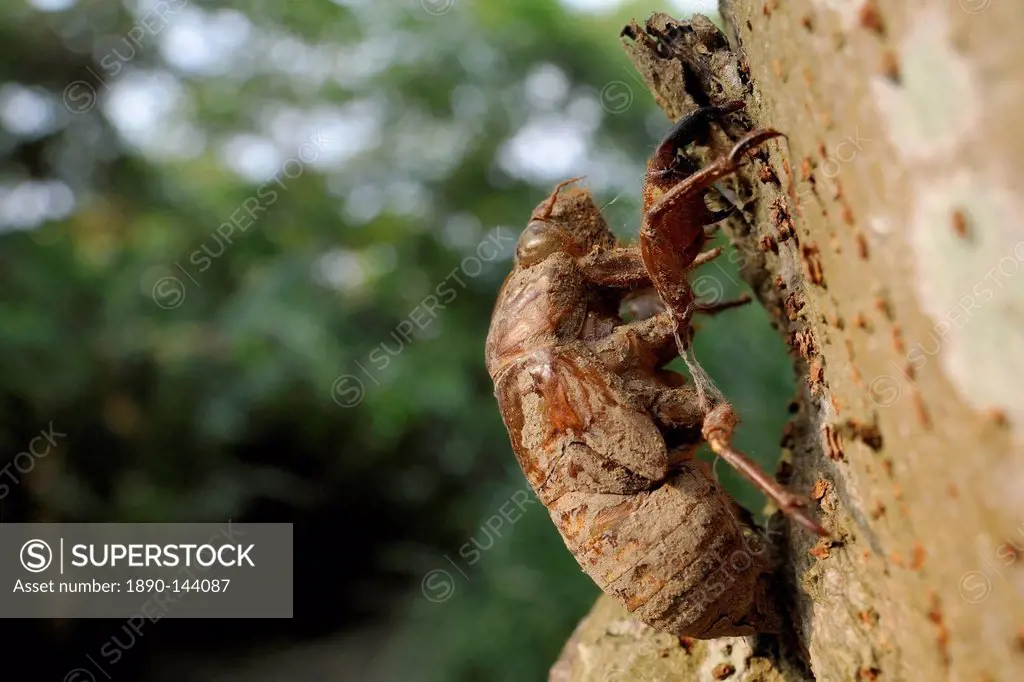 Taiwanese cicada Cryptotympana takasagona nymphal exuvium on tree trunk, Guandu, Taiwan