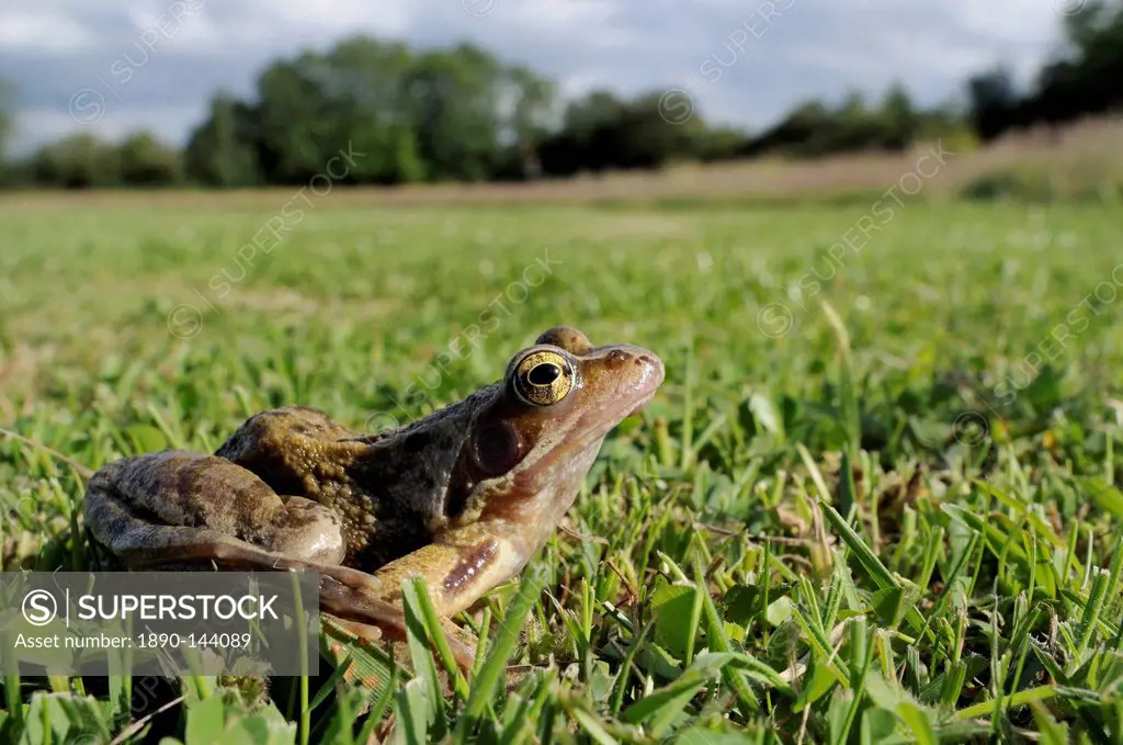 Common frog or grass frog Rana temporaria in damp meadow, Wiltshire, England
