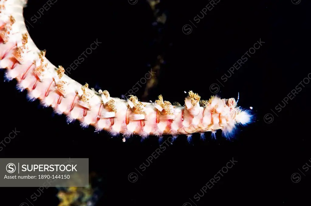 Beared fireworm Hermodice carunculata, St. Lucia, West Indies, Caribbean, Central America