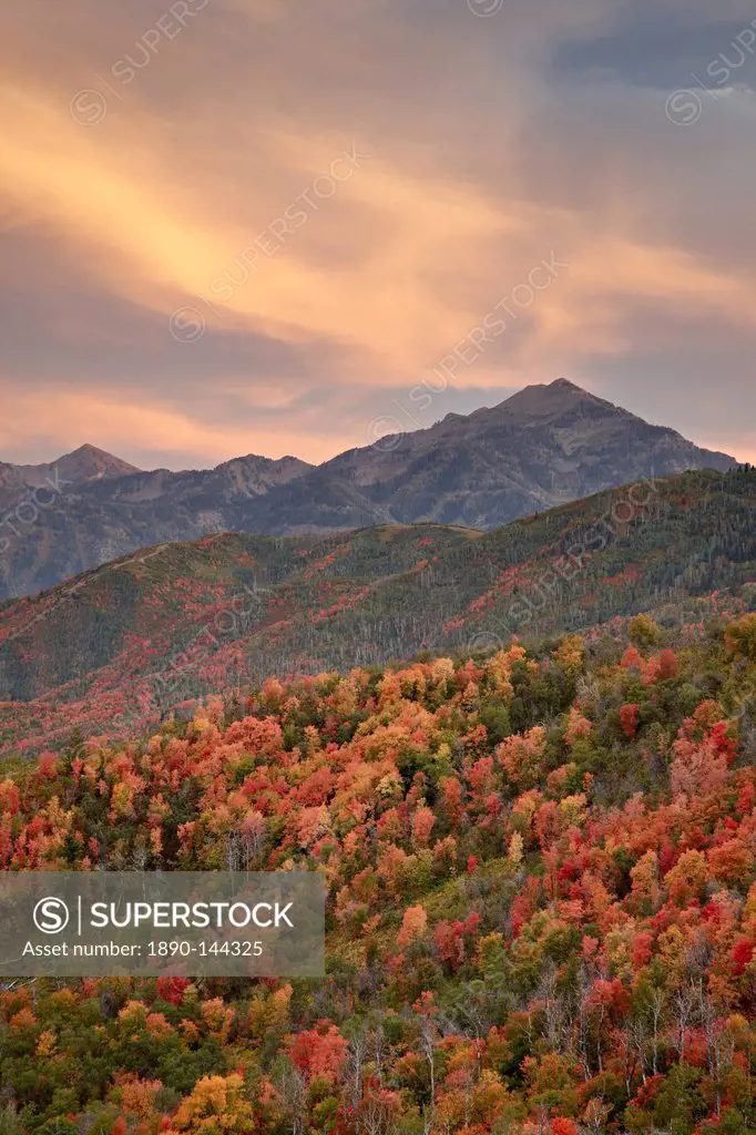 Orange clouds at sunset over orange and red maples in the fall, Uinta National Forest, Utah, United States of America, North America