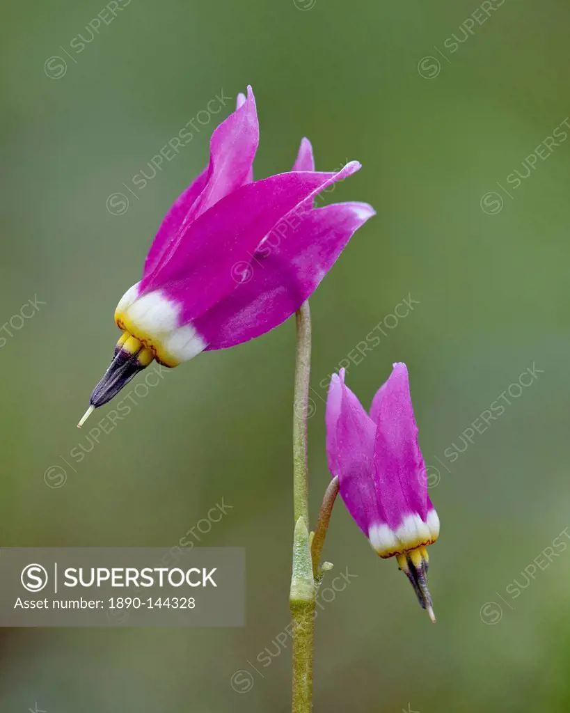 Alpine shooting star Dodecatheon alpinum, Yellowstone National Park, Wyoming, United States of America, North America