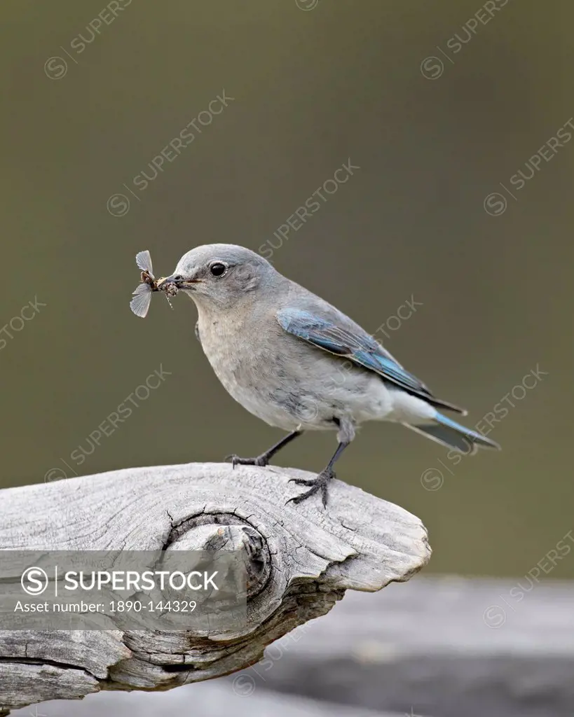 Female mountain bluebird Sialia currucoides with an insect, Yellowstone National Park, Wyoming, United States of America, North America