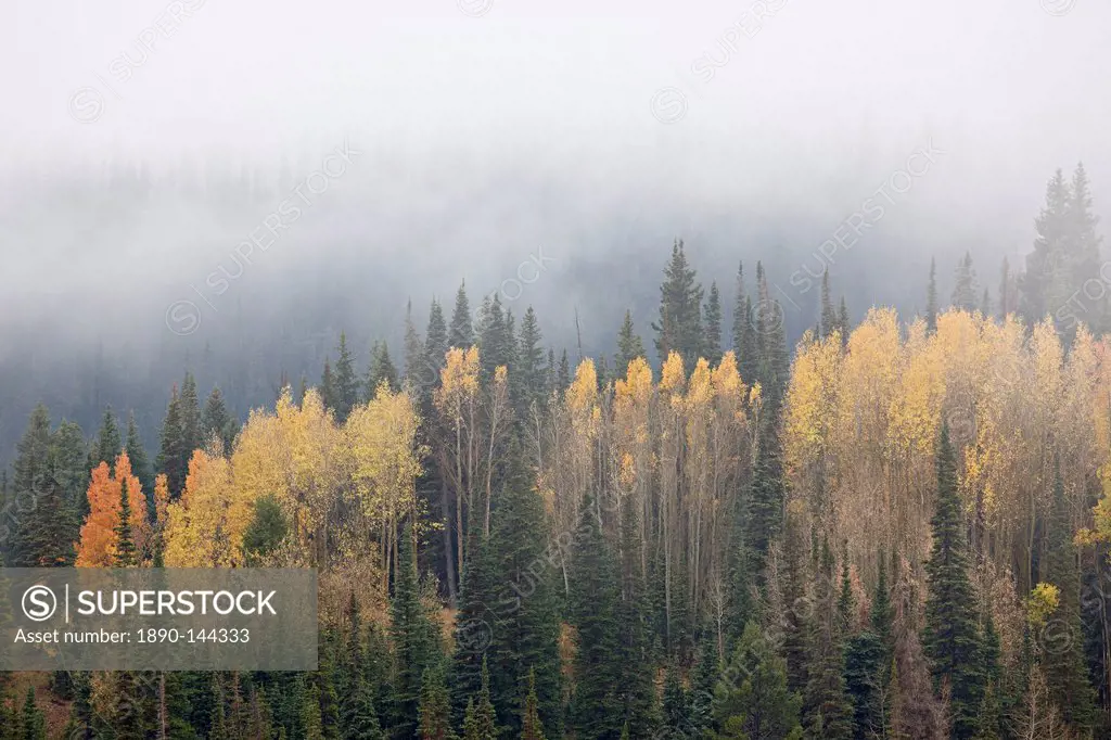 Yellow aspens and evergreens with low clouds, Wasatch_Cache National Forest, Utah, United States of America, North America