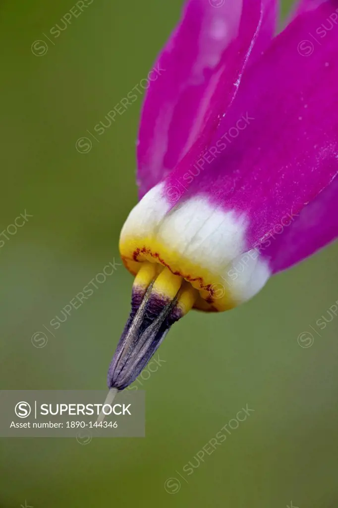Slimpod shooting star Dodecatheon conjugens, Yellowstone National Park, Wyoming, United States of America, North America