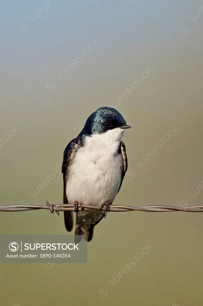 Tree swallow Tachycineta bicolor, Helena National Forest, Montana, United States of America, North America