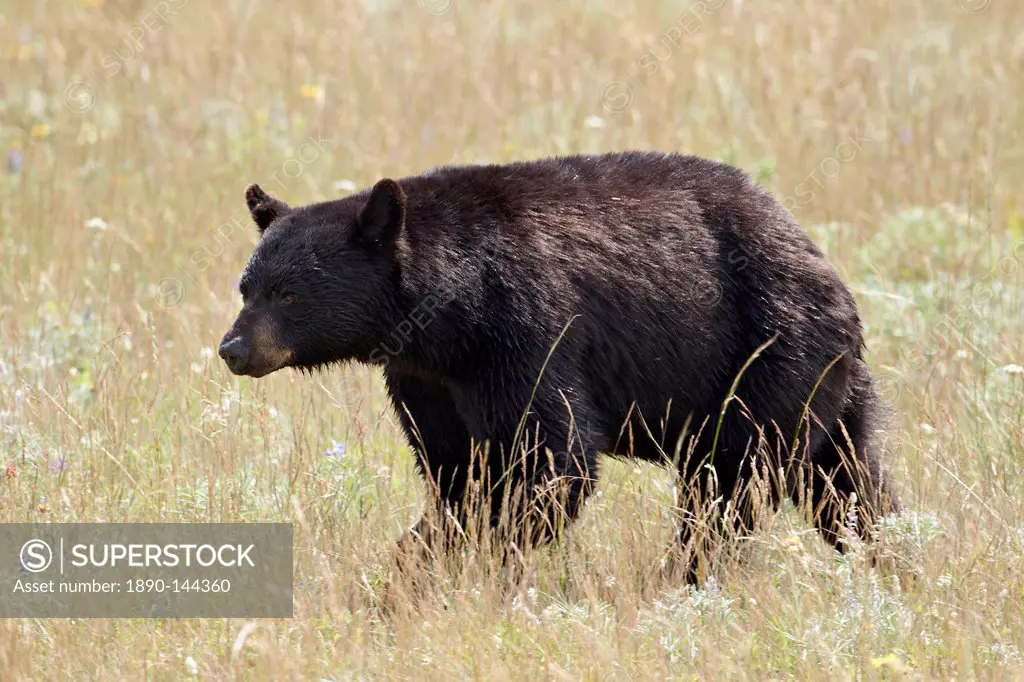 Black bear Ursus americanus, Waterton Lakes National Park, Alberta, Canada, North America