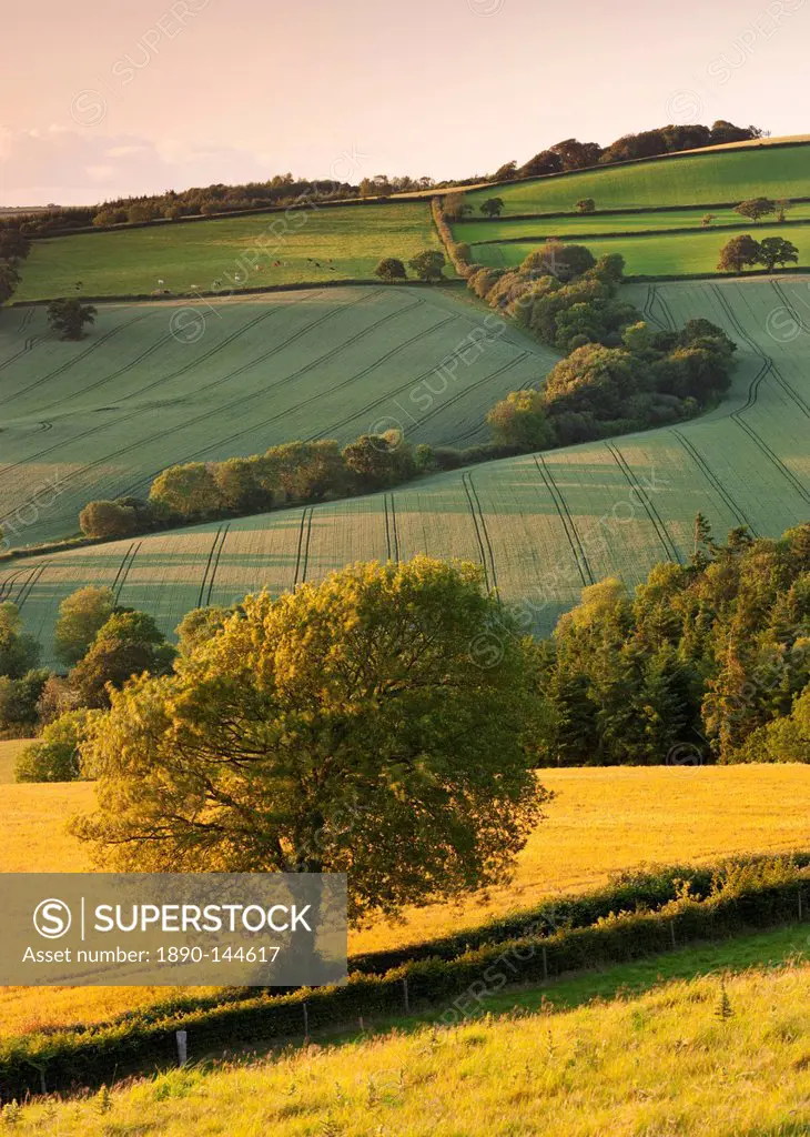 Rolling farmland in summertime, Devon, England, United Kingdom, Europe