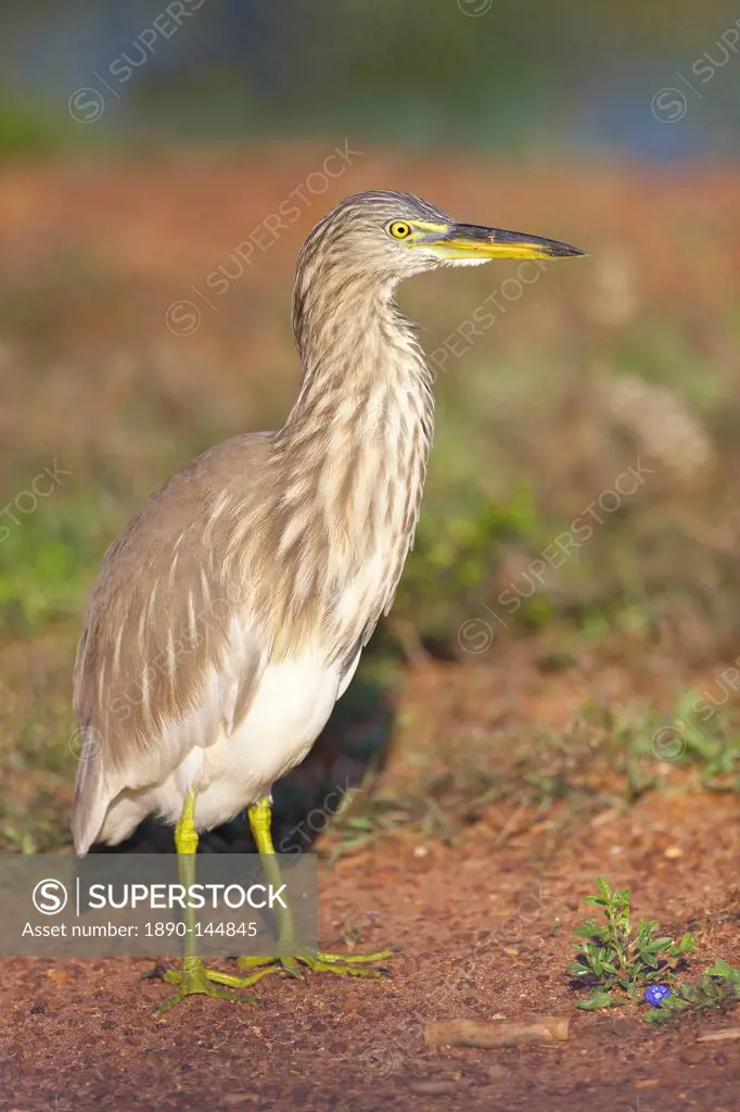 Indian Pond Heron ardeola grayii, Yala National Park, Sri Lanka, Asia