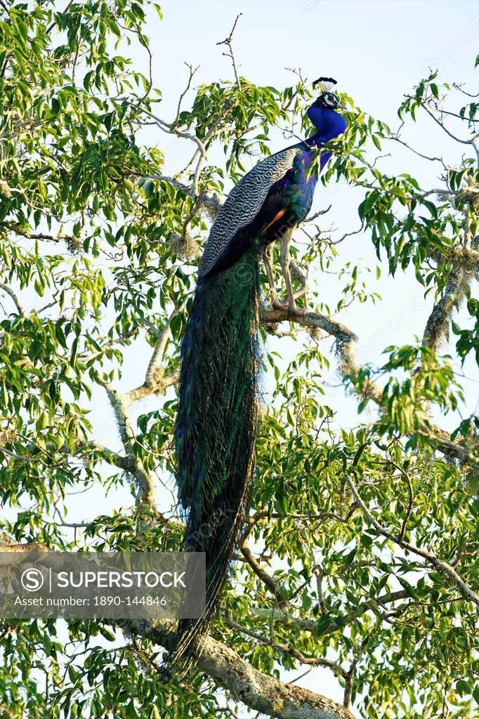 Indian Peafowl pavo cristatus, Yala National Park, Sri Lanka, Asia