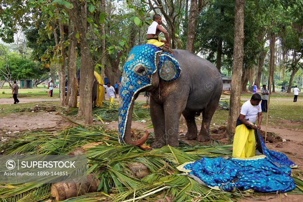 Captive Asiatic elephants Elephas maximus maximus preparing for the Navam Maha Perahera, Victoria Park, Colombo, Sri Lanka, Asia