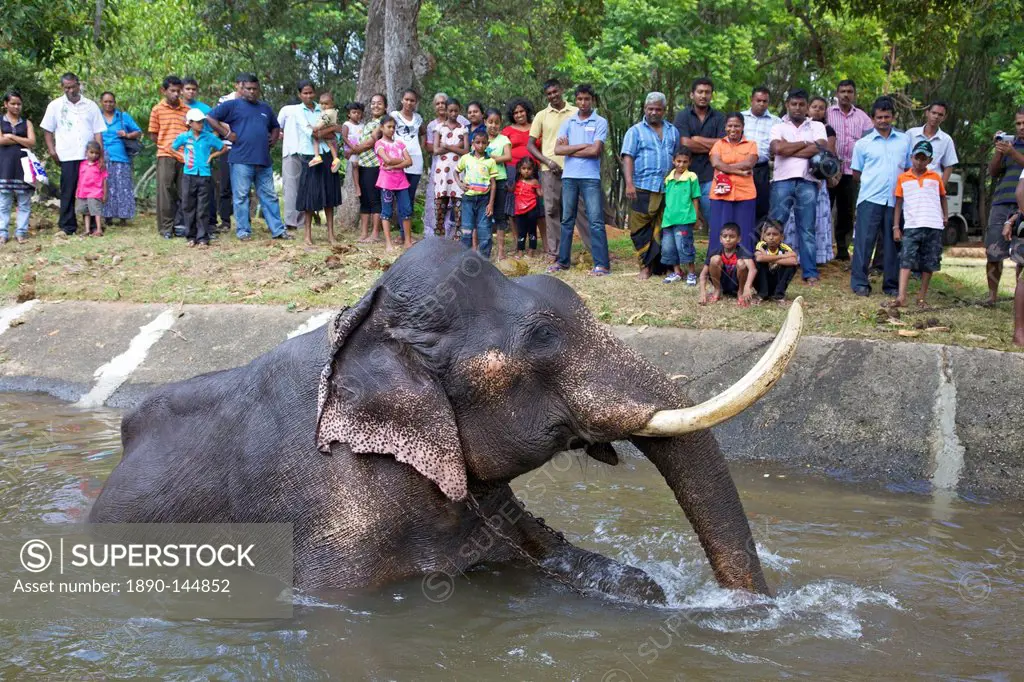 Captive Asiatic elephant Elephas maximus maximus in Colombo prior to the Perahera, Victoria Park, Colombo, Sri Lanka, Asia