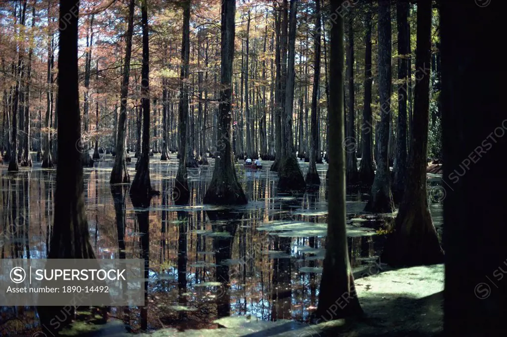Reflections of trunks in the Cypress swamp in Cypress Gardens, North Charleston, South Carolina, United States of America, North America