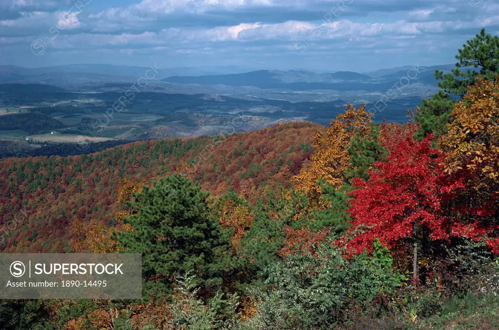 Trees in fall colours with agricultural land in the background in Blue Ridge Parkway, Virginia, United States of America, North America