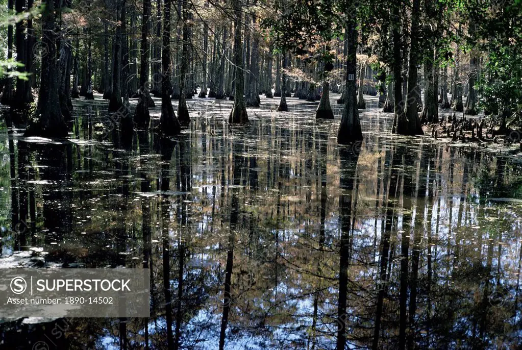 Cypress swamp, Cypress Gardens, near Charleston, South Carolina, United States of America, North America