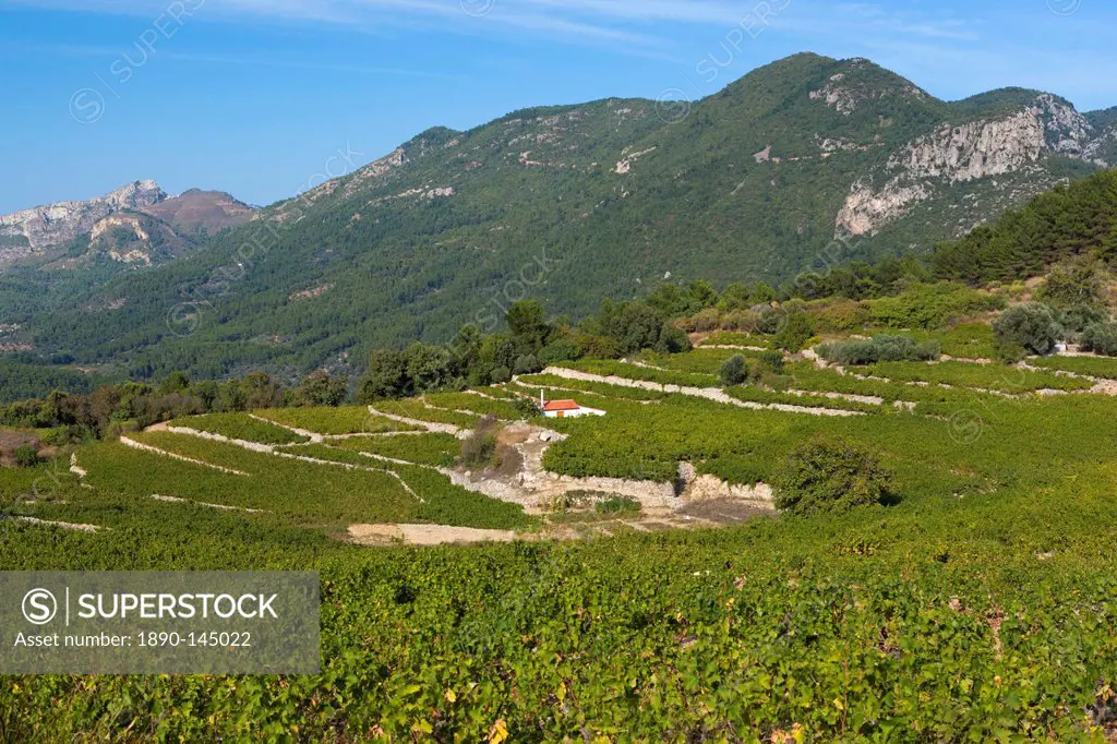 Vineyards in centre of island, Platanos, Samos, Aegean Islands, Greece