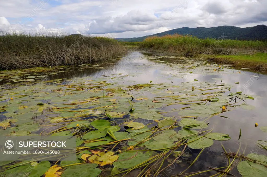 Lake Cerknica shrunken to narrow channels choked with yellow water lily leaves Nuphea lutea in summer, slovenia, slovenian, europe, european