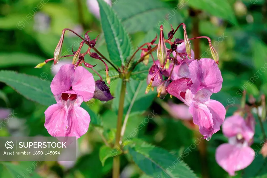 Himalayan balsam Impatiens glandulifera flowers and seed pods, Wiltshire, England, United Kingdom, Europe