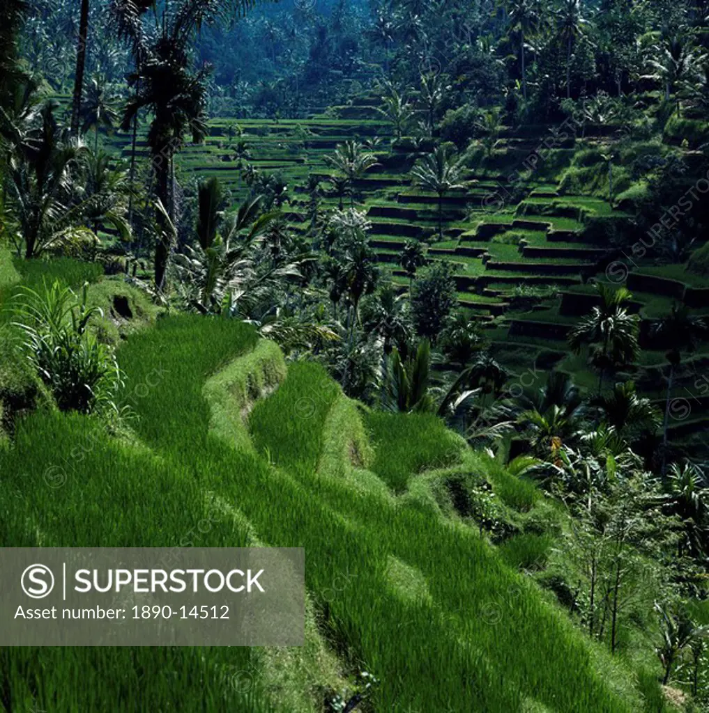 Terraced rice fields near Gagah, Bali, Indonesia, Southeast Asia, Asia