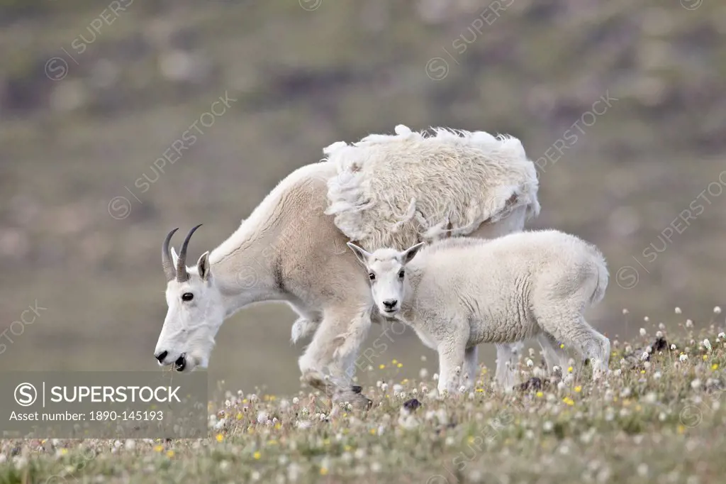 Mountain goat Oreamnos americanus nanny and kid in the spring, Shoshone National Forest, Wyoming, United States of America, North America