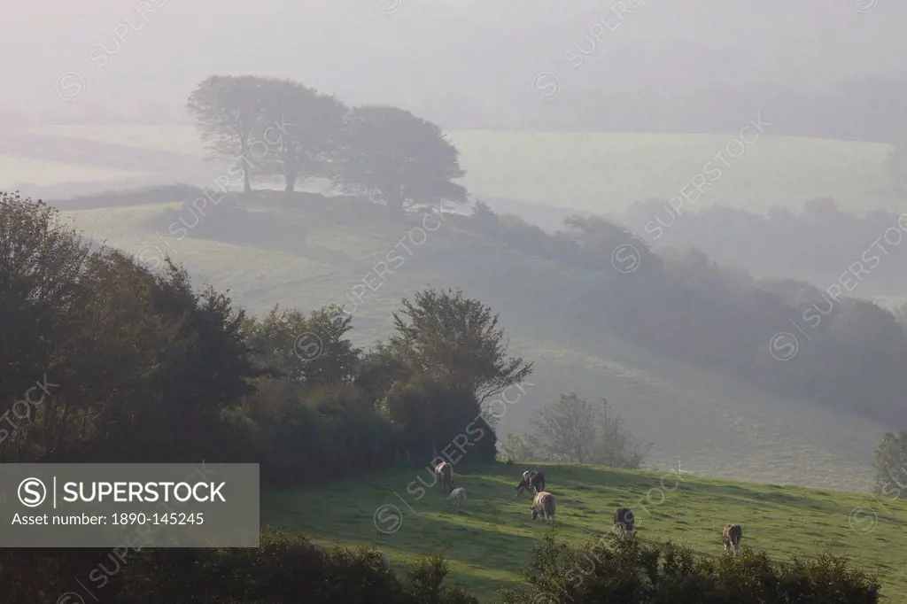 Foggy autumnal morning near Blagdon Cross, Exmoor National Park, Somerset, England, United Kingdom, Europe
