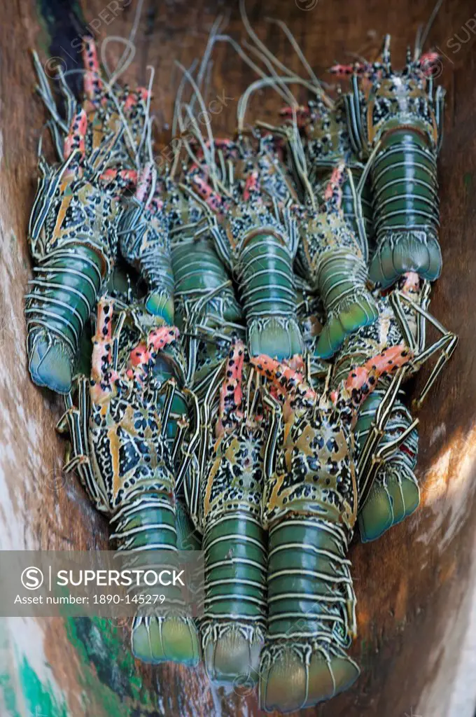 Fresh lobster catch in the Marovo Lagoon, Solomon Islands, Pacific