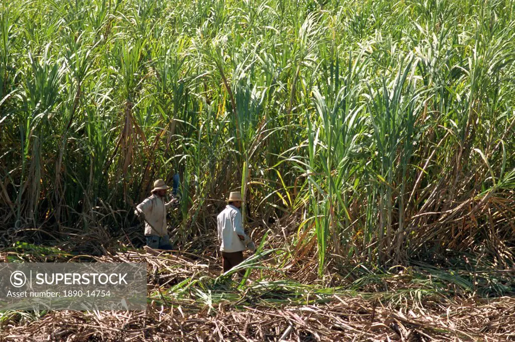 Harvesting sugar cane by hand, Valle de los Ingenios, Trinidad, Cuba, West Indies, Central America