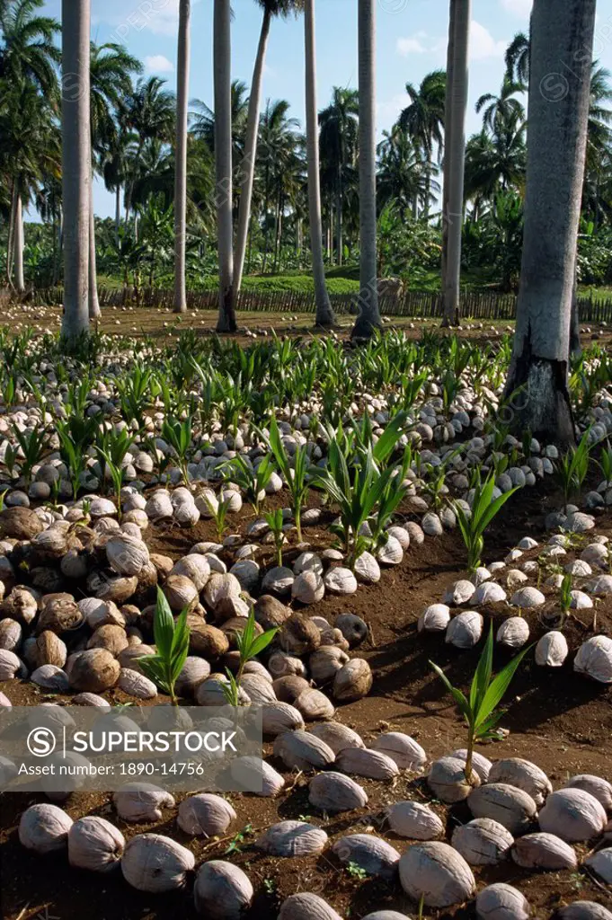 Sprouting coconuts and coconut palms on a plantation at Baracoa, Oriente, Cuba, West Indies, Central America