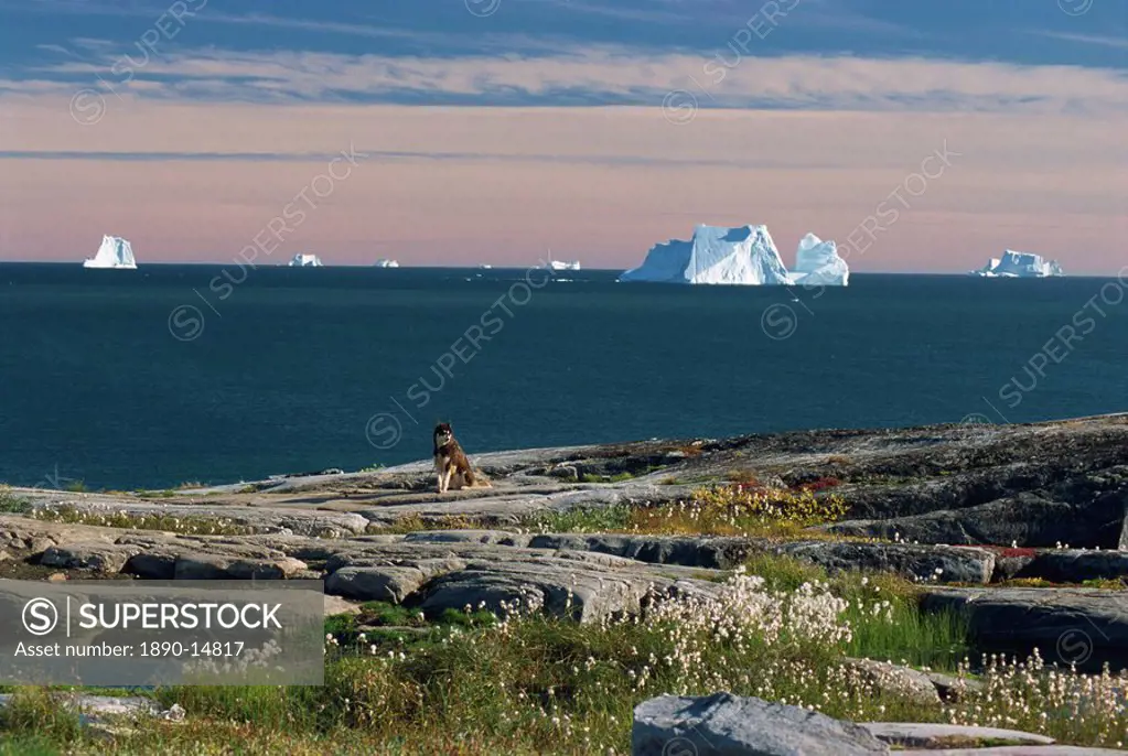 Shore platform with autumn tundra, icebergs in Disko Bay, Qeqertarsuaq Godhavn on Disko Island, West Coast, Greenland, Polar Regions
