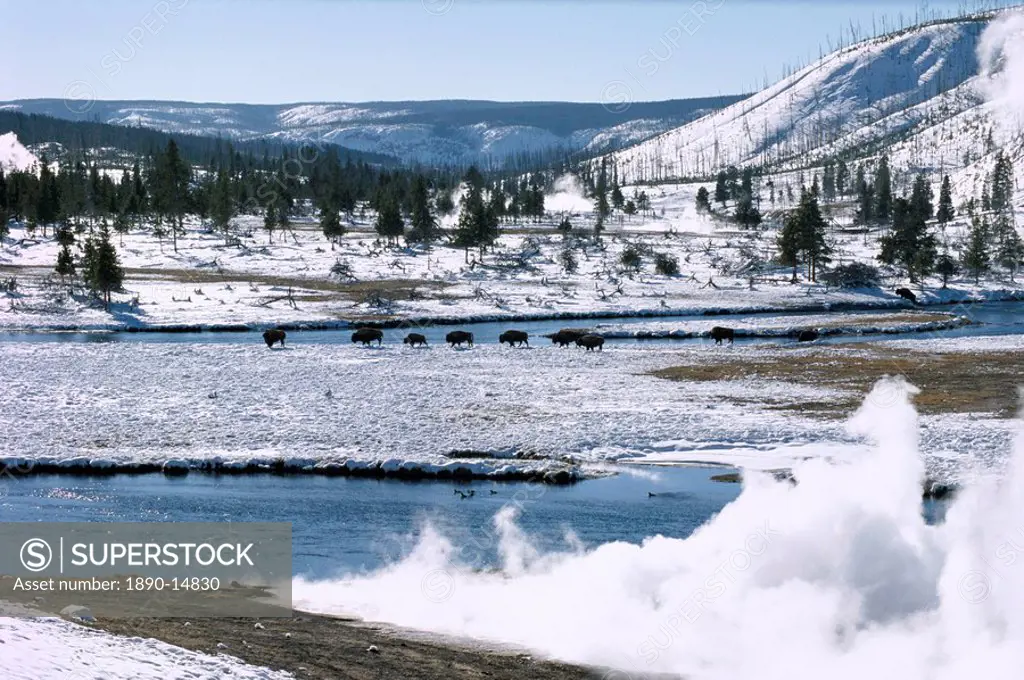 Buffalo beside Firehole River in winter in Midway geothermal basin, Yellowstone National Park, UNESCO World Heritage Site, Wyoming, United States of A...