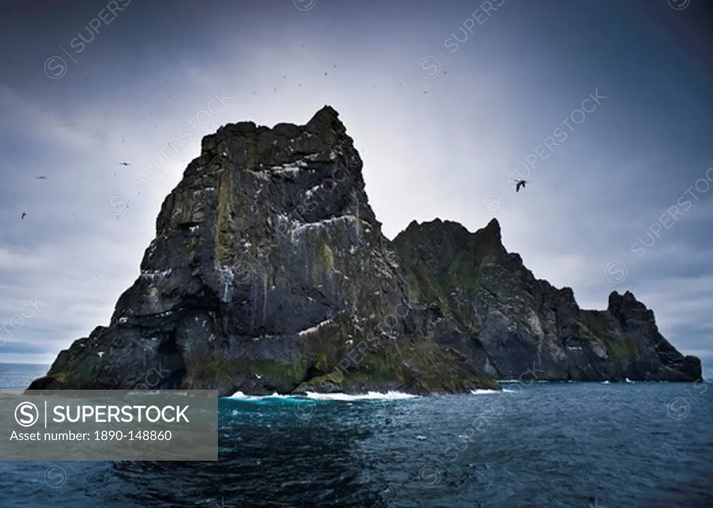 Wild gannets Morus bassanus colony, nesting. St. Kilda Islands, Outer Hebrides, Scotland, United Kingdom, Europe