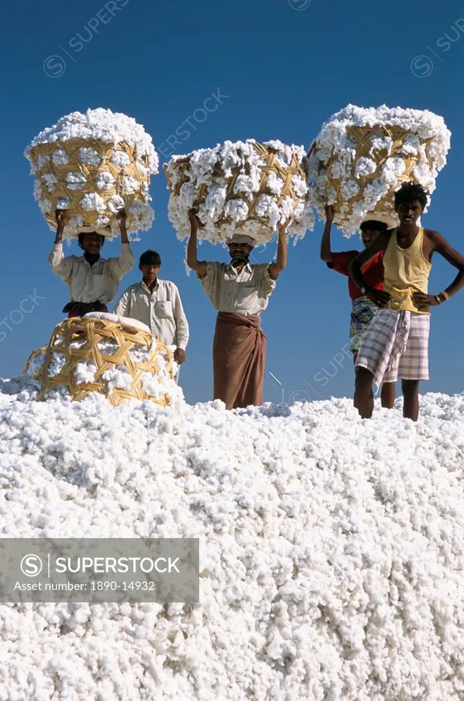 Mill workers on pile of raw cotton balls on Deccan plateau, near Aurangabad, Maharashtra, India, Asia