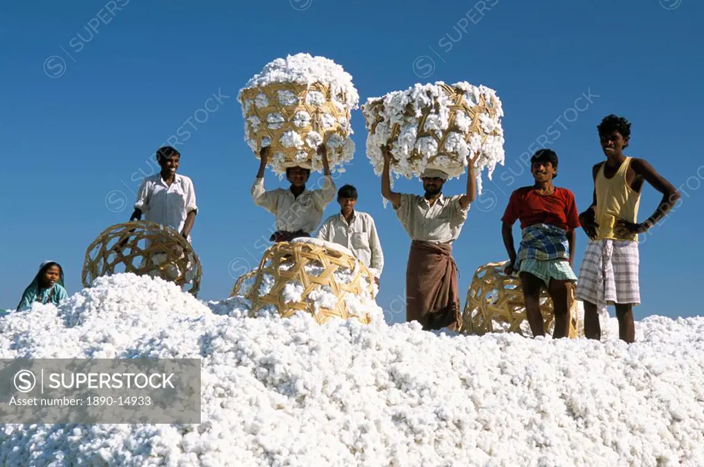 Mill workers on pile of raw cotton balls on Deccan plateau, near Aurangabad, Maharashtra, India, Asia