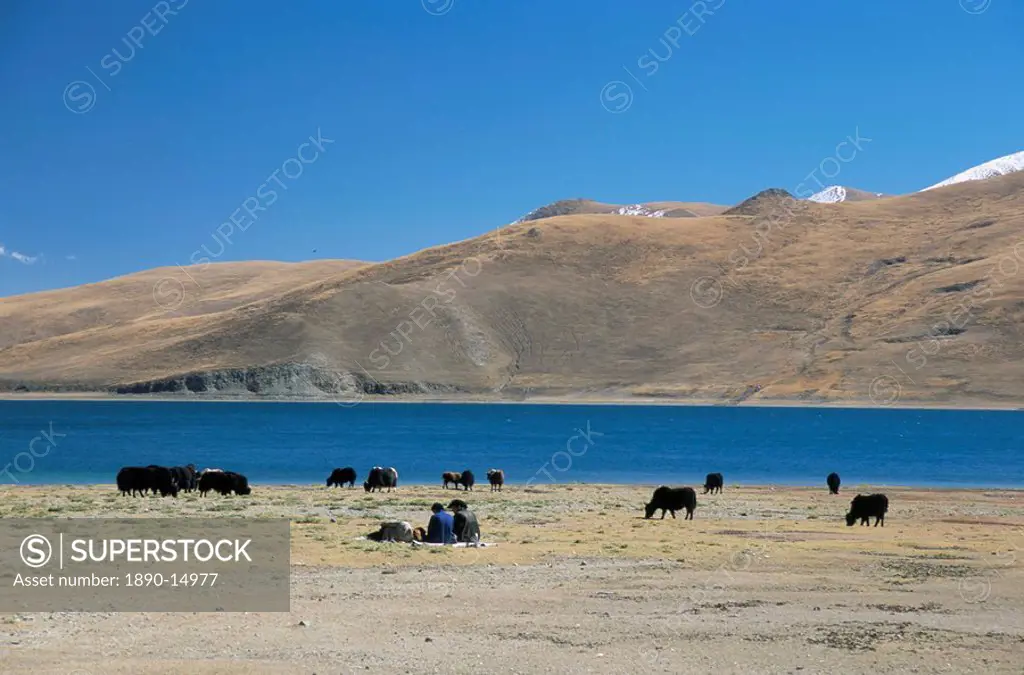 Yaks graze by Yamdrok Lake beside old Lhasa_Shigatse road, Tibet, China, Asia