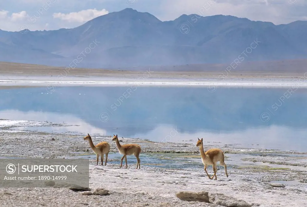 Wild vicunas on borax mineral flats, Laguna Verde, with mineral flat margin, Southwest Highlands, Bolivia, South America