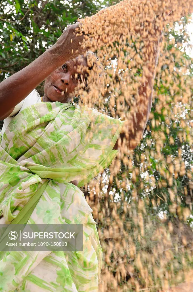 Sieving grains in rural India, Trissur, Tamil Nadu, India, Asia